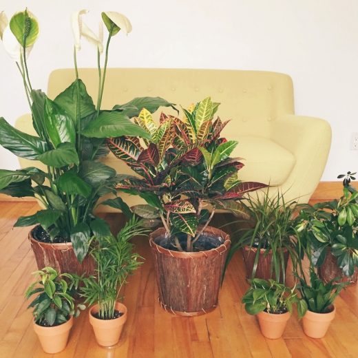 EDC_plantzy_ensemble