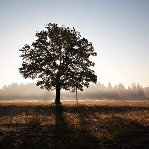 Mode de vie zéro déchet